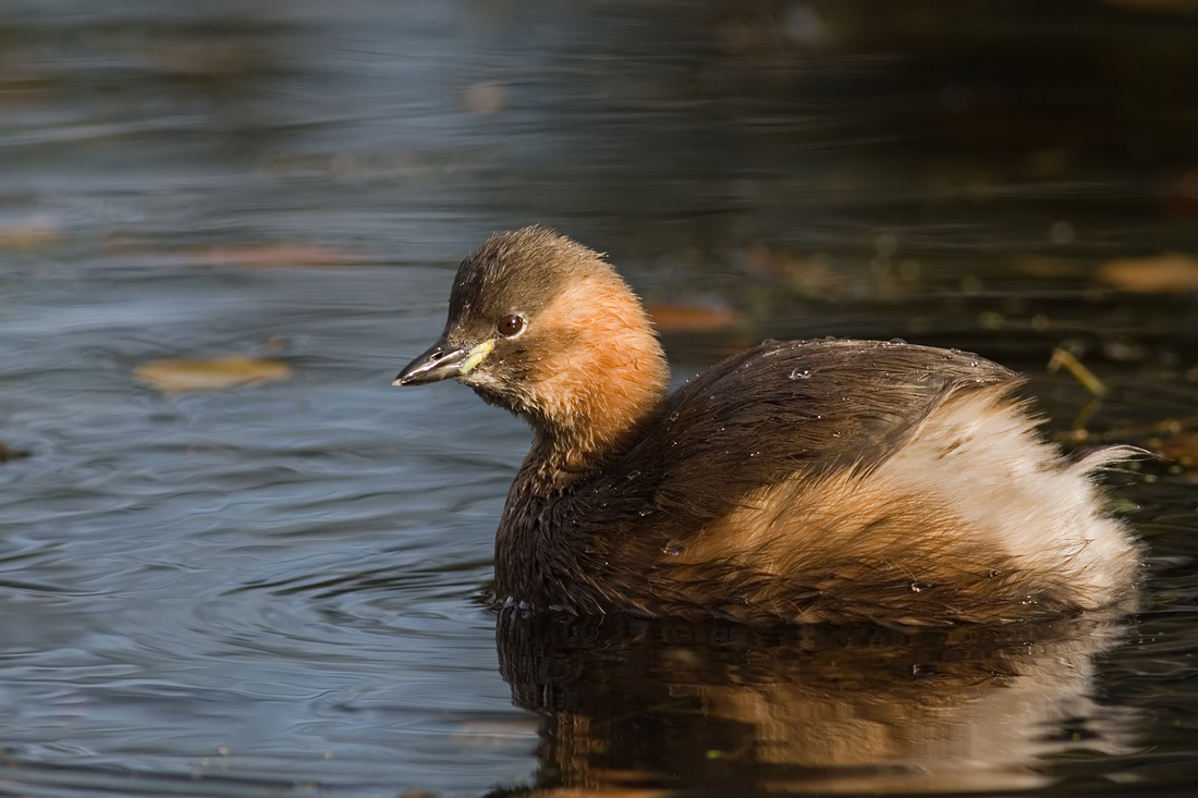 Little Grebe